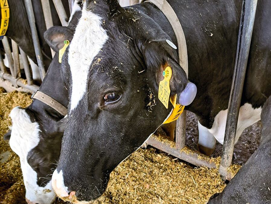 Sensoren. »Die Tierkontrolle wird immens erleichtert«
