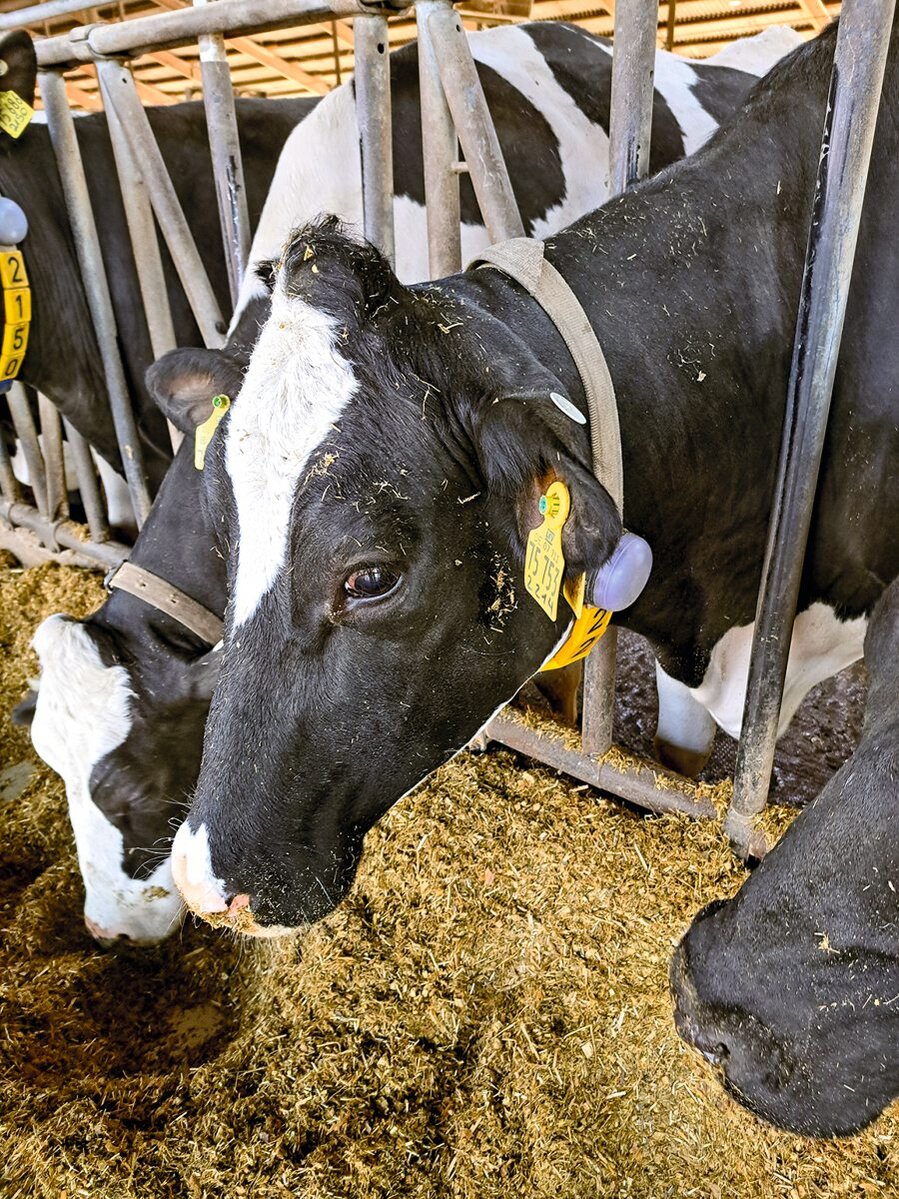 Kühe im Fressgitter
