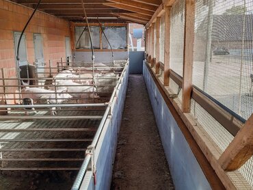 Ein Schweinestall mit überdachten Außenbuchten.