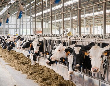 Kühe am Futtertisch