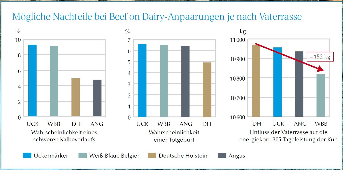 Grafik Mögliche Nachteile bei beef on Dairy-Anpaarungen