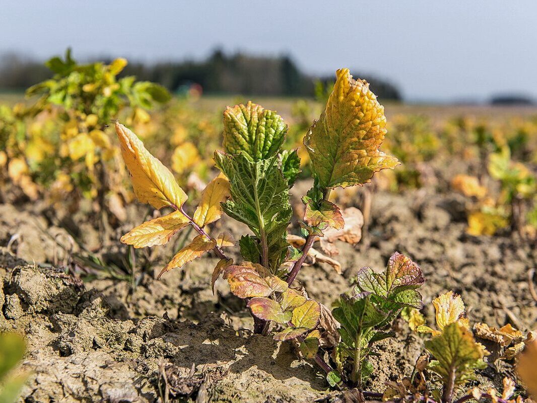 Glyphosat: Wiederzulassung – und was dann? 