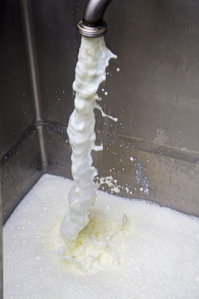 Milch fließt in den Milchtank