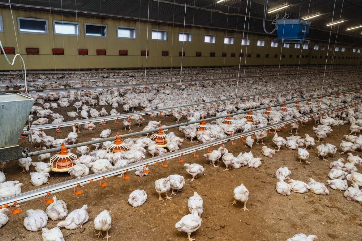 Mastgeflügel im Stall