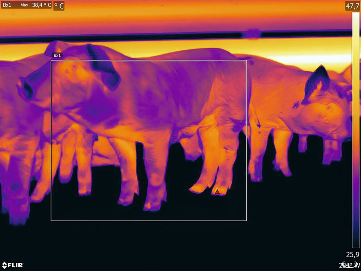 Infrarotbild von Ferkeln im Stall