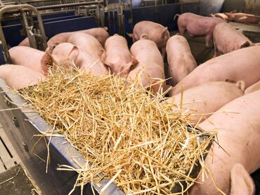 Stroh als Beschäftigungsfutter für Schweine