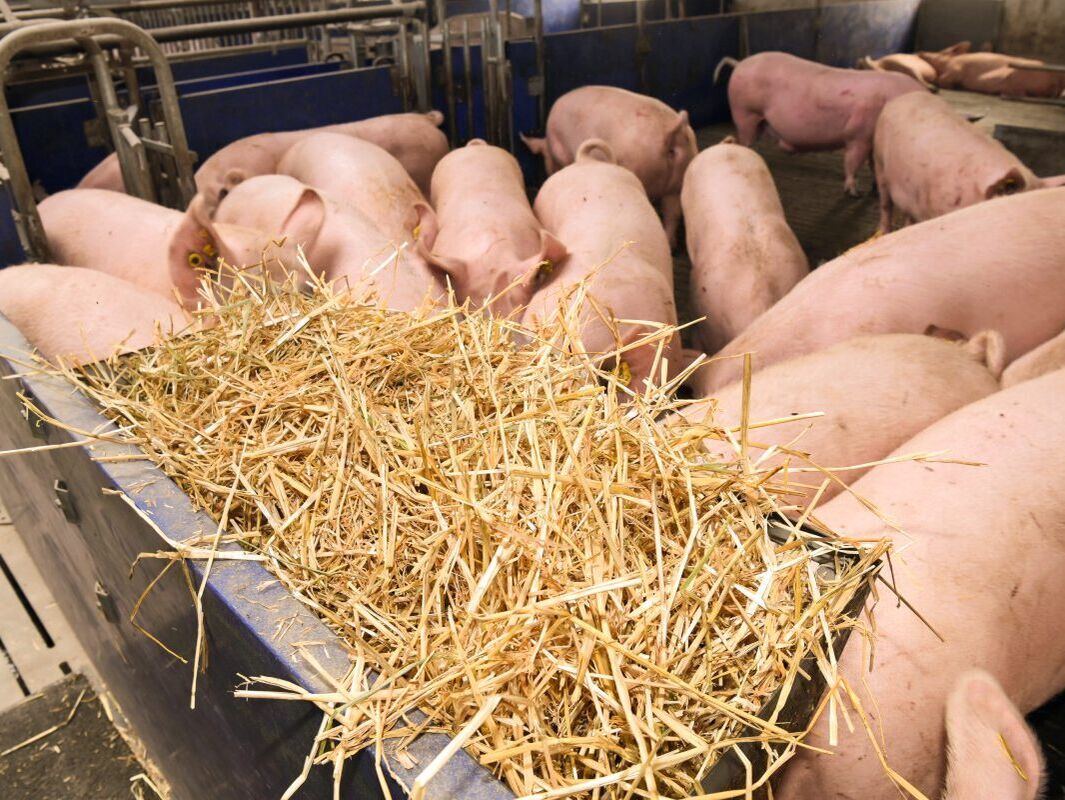 Tierwohl. Wie viel Faser braucht das Schwein?