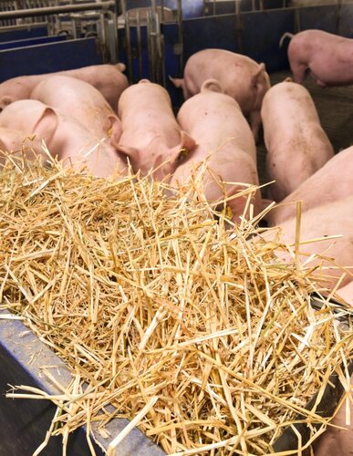 Stroh als Beschäftigungsfutter für Schweine
