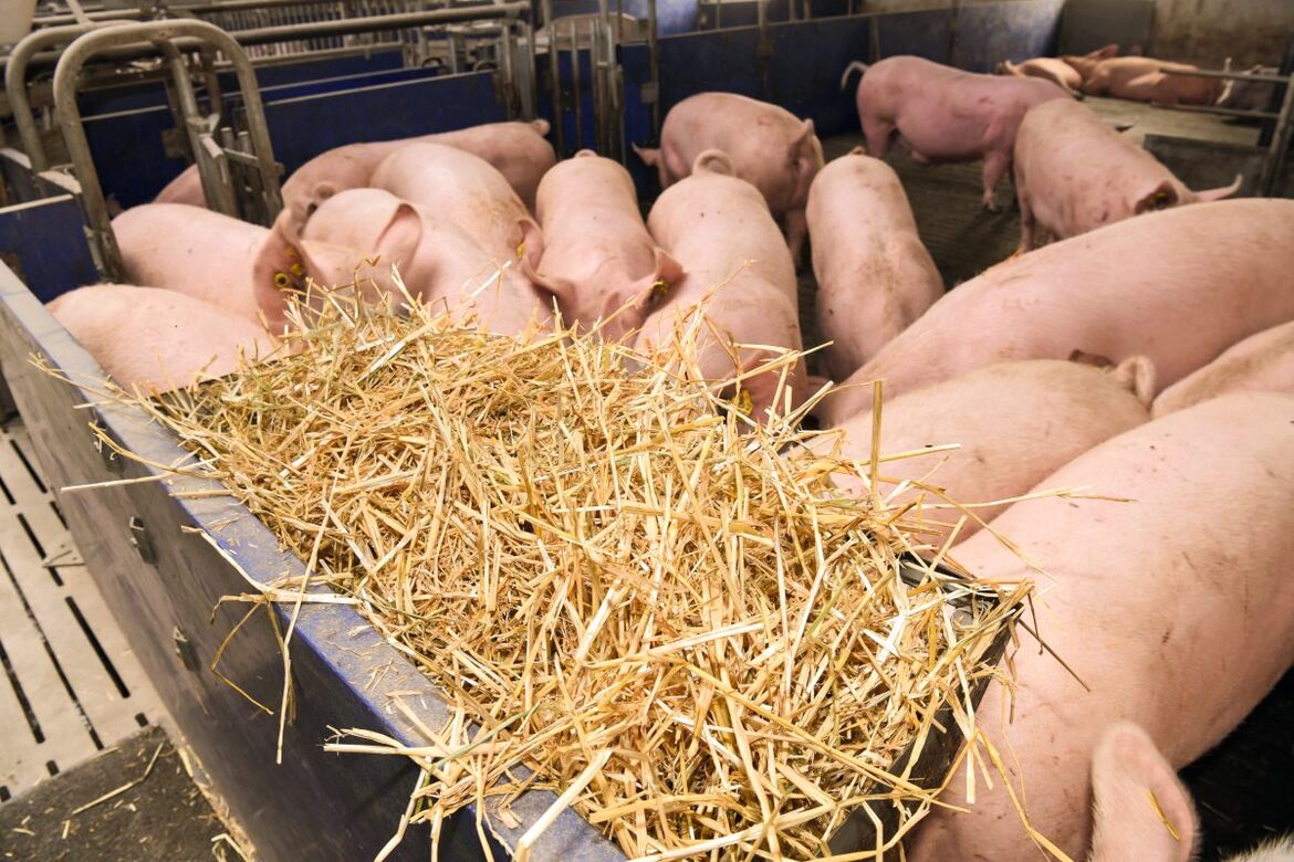 Stroh als Beschäftigungsmaterial für Schweine